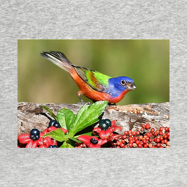 Painted Bunting Male Bird by candiscamera